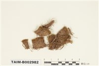 藏品(曲尾苔科)的圖片